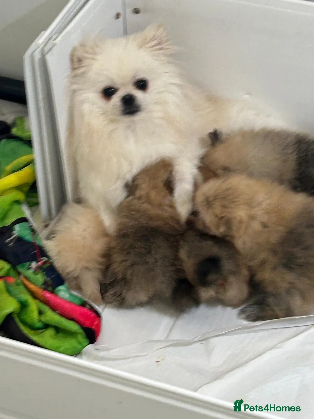 Pomeranian dogs for sale: Gorgeous Pomeranian puppies  - Advert 1