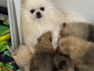 Pomeranian dogs Gorgeous Pomeranian puppies - Advert 6
