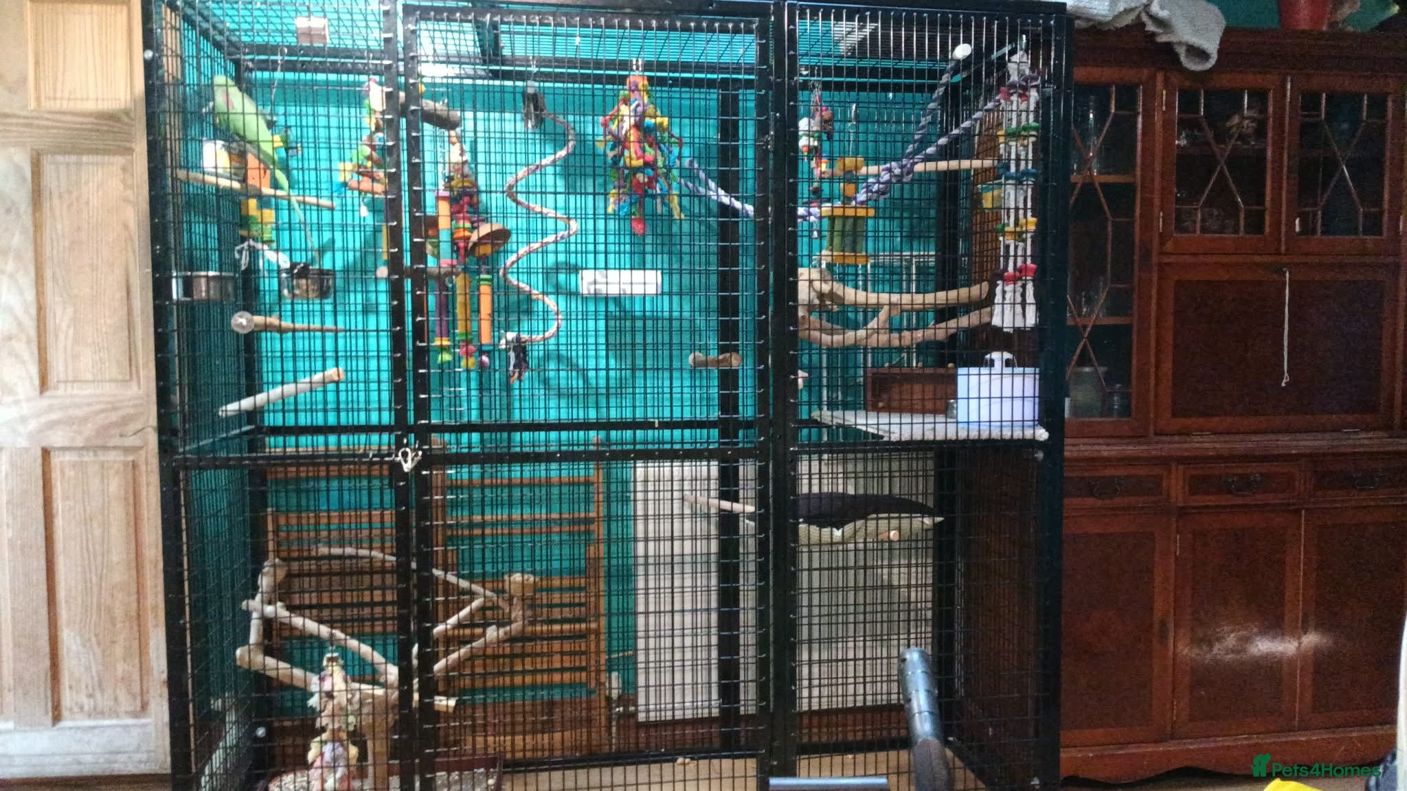 Mixed Breed birds Looking for unwanted parrots!  - Advert 2