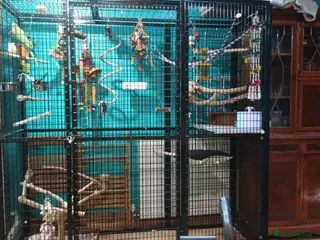 Mixed Breed birds Looking for unwanted parrots! - Advert 2