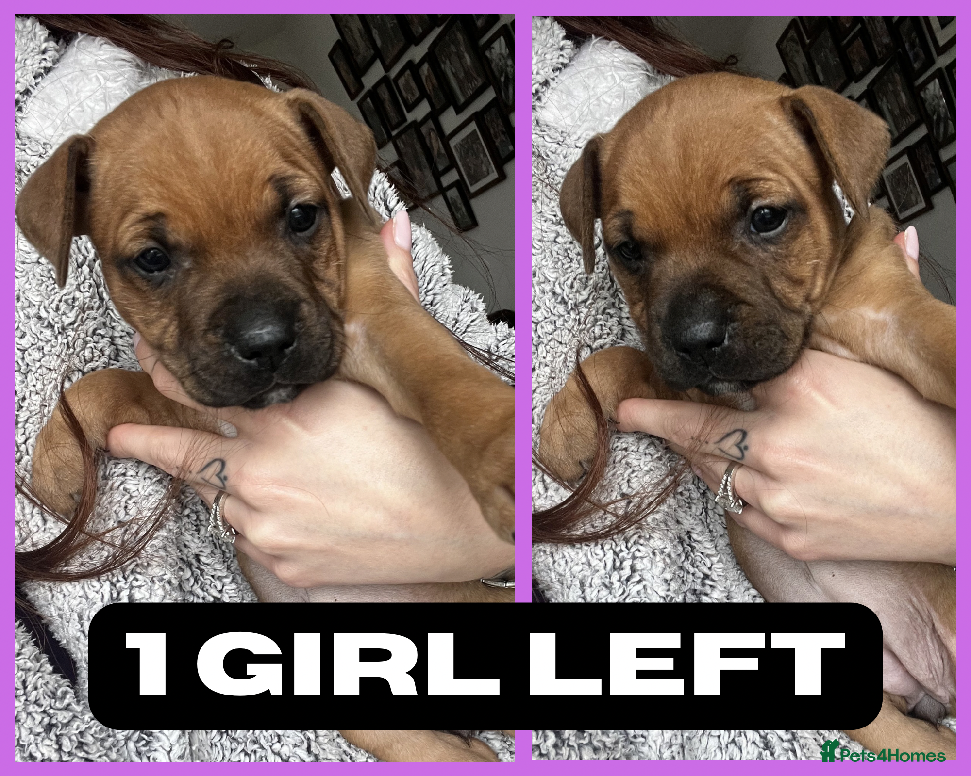 Staffordshire Bull Terrier dogs BEAUTIFUL RED STAFFORDSHIRE BULL TERRIER PUPPIES - Advert 10