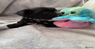 Yorkshire Terrier dogs - Advert 2