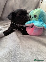 Yorkshire Terrier dogs - Advert 12