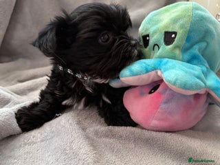 Yorkshire Terrier dogs - Advert 1