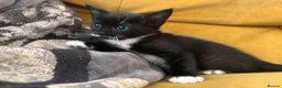 Mixed Breed cats for sale: 3 beautiful, playful boys. 1 black 2 tuxedo  - Advert 8