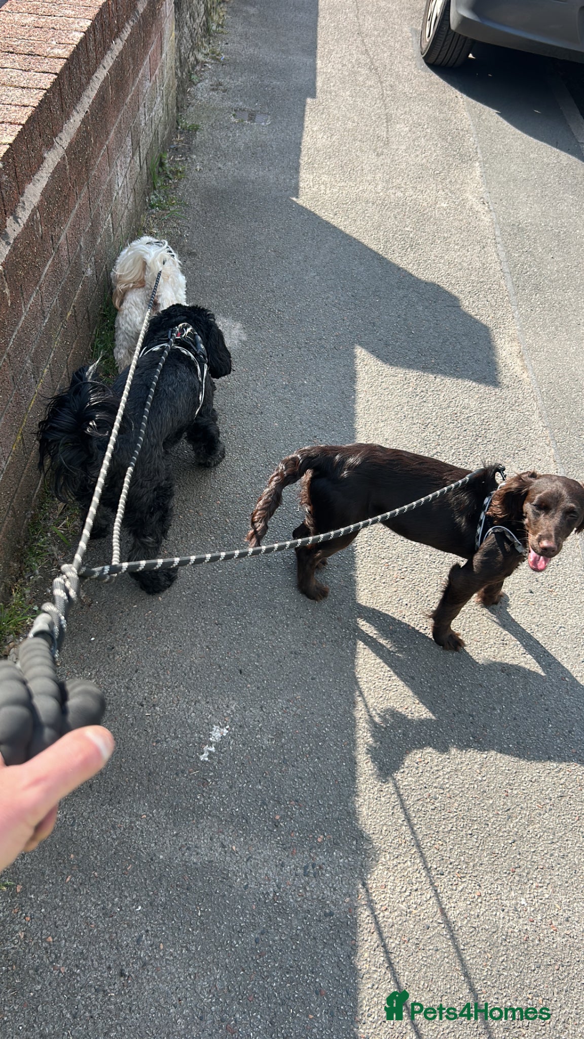 Sprocker dogs for sale: Coco bean  in Wigan - Advert 3