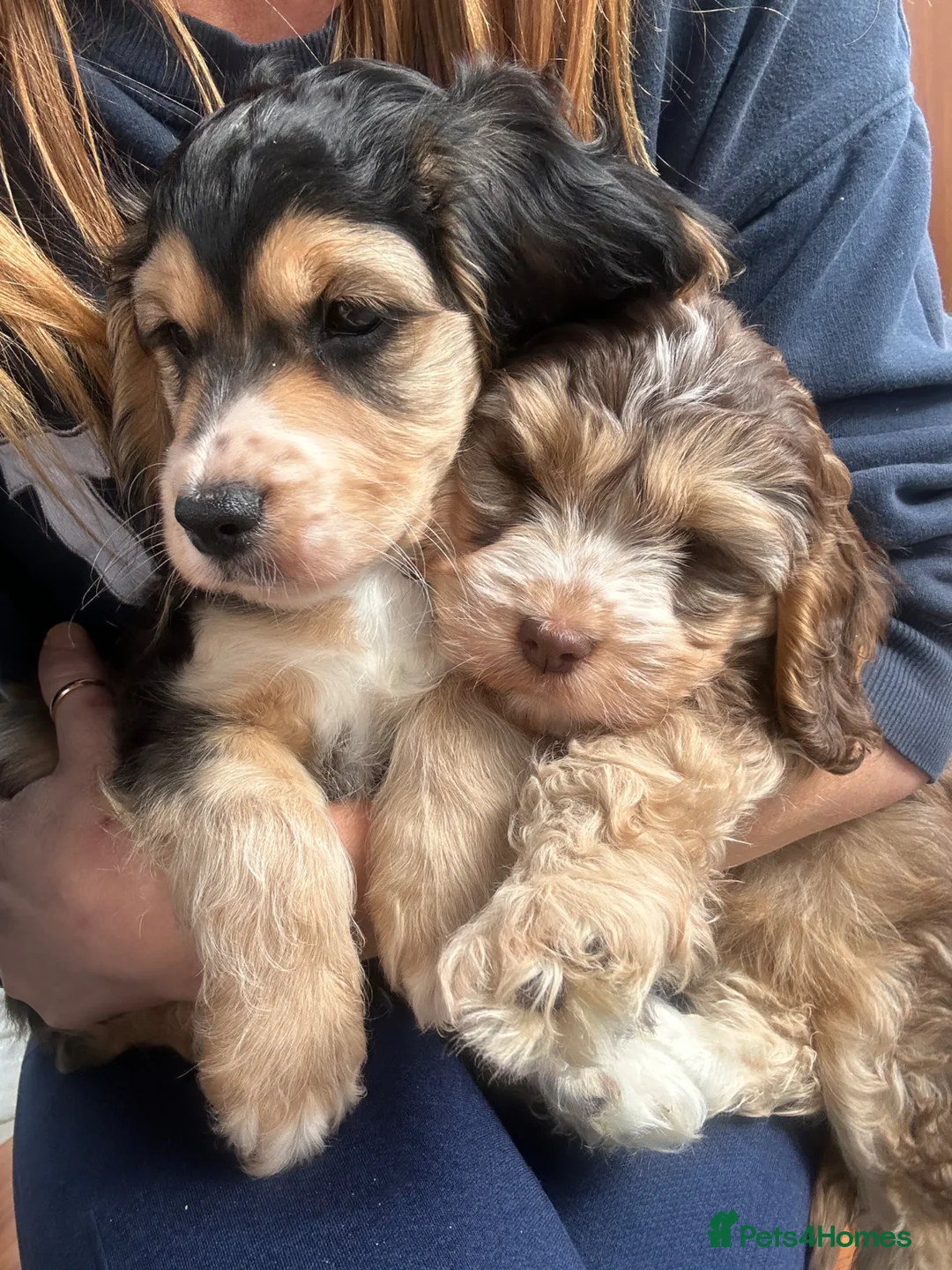 Cockapoo dogs for sale: Cockapoo  - Advert 1