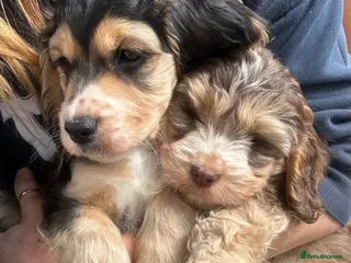 Cockapoo dogs Cockapoo - Advert 18