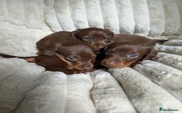 Dachshund dogs for sale: PERFECT MINIATURE DACHSHUNDS BABIES 🐶 - Image 6