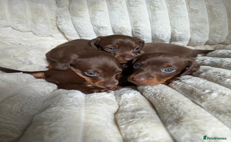 Dachshund dogs - Advert 4