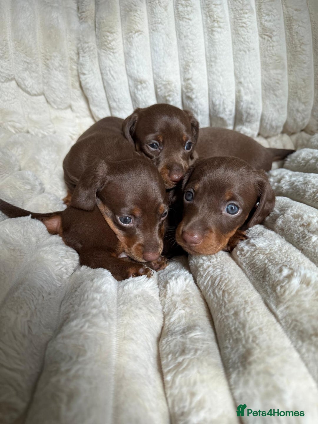 Dachshund dogs for sale: PERFECT MINIATURE DACHSHUNDS BABIES 🐶 - Image 6