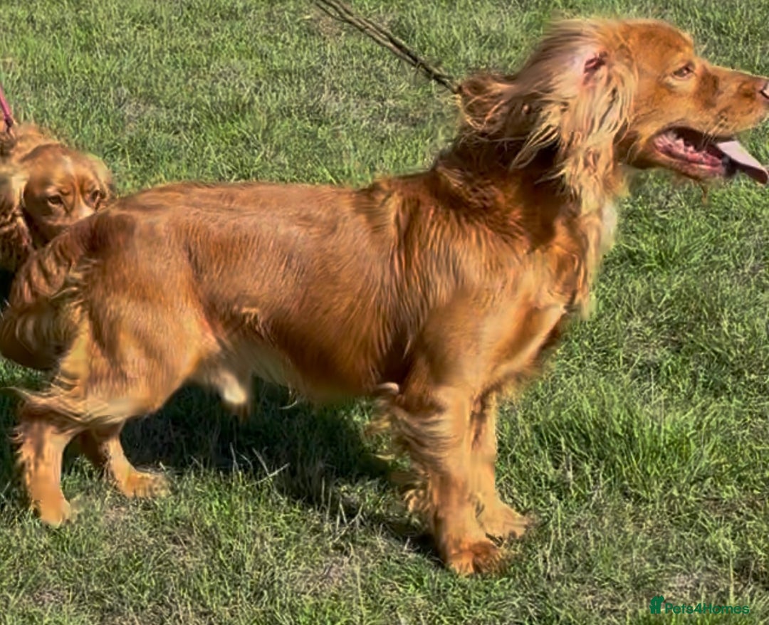 Cocker Spaniel dogs for sale: WORKING COCKER SPANIELS - Image 12