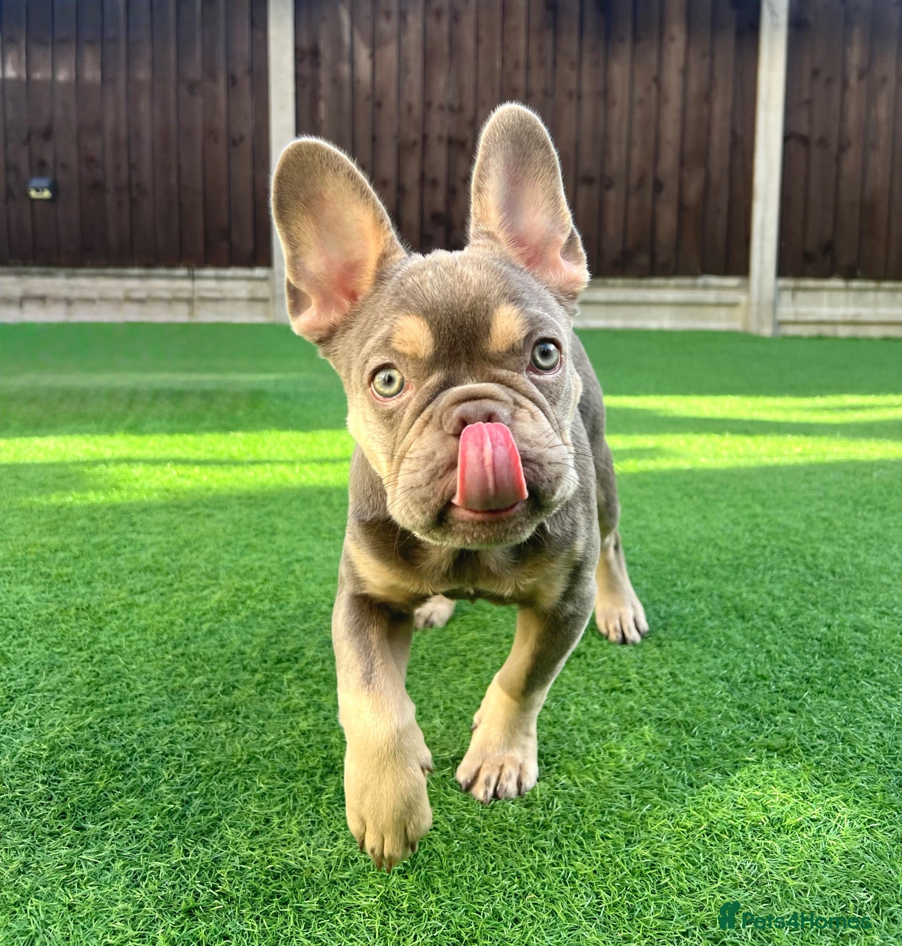French Bulldog dogs KC Fully health clear French bulldog female - Advert 1