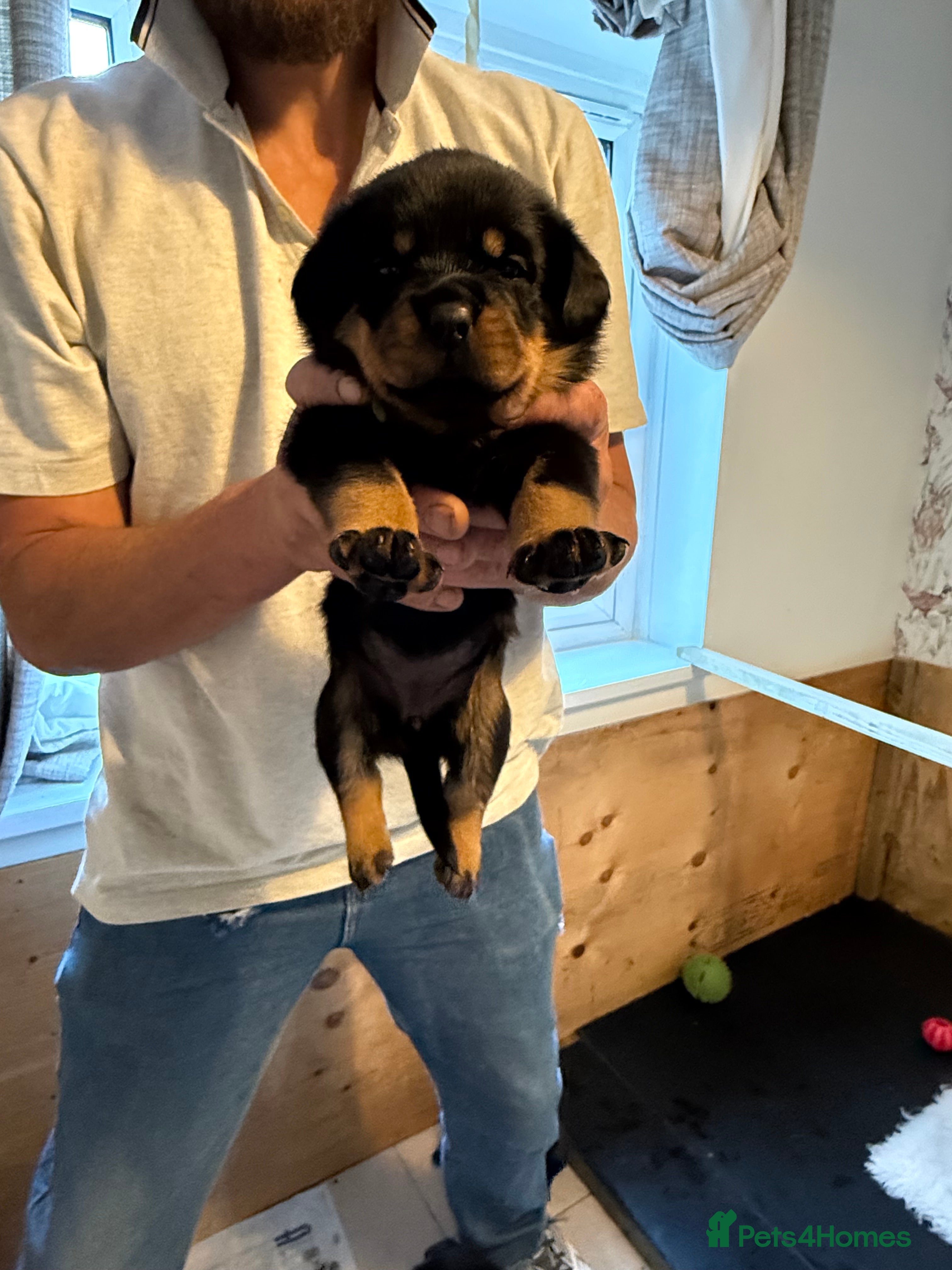 Rottweiler dogs Beautiful KC/Health tested Rottweiler puppies🐶❤️ - Advert 2