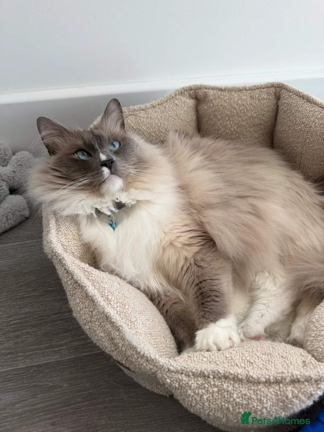 Ragdoll cats for sale: Ragdoll/ Siamese Mix Boy Looking for a New Home - Advert 4