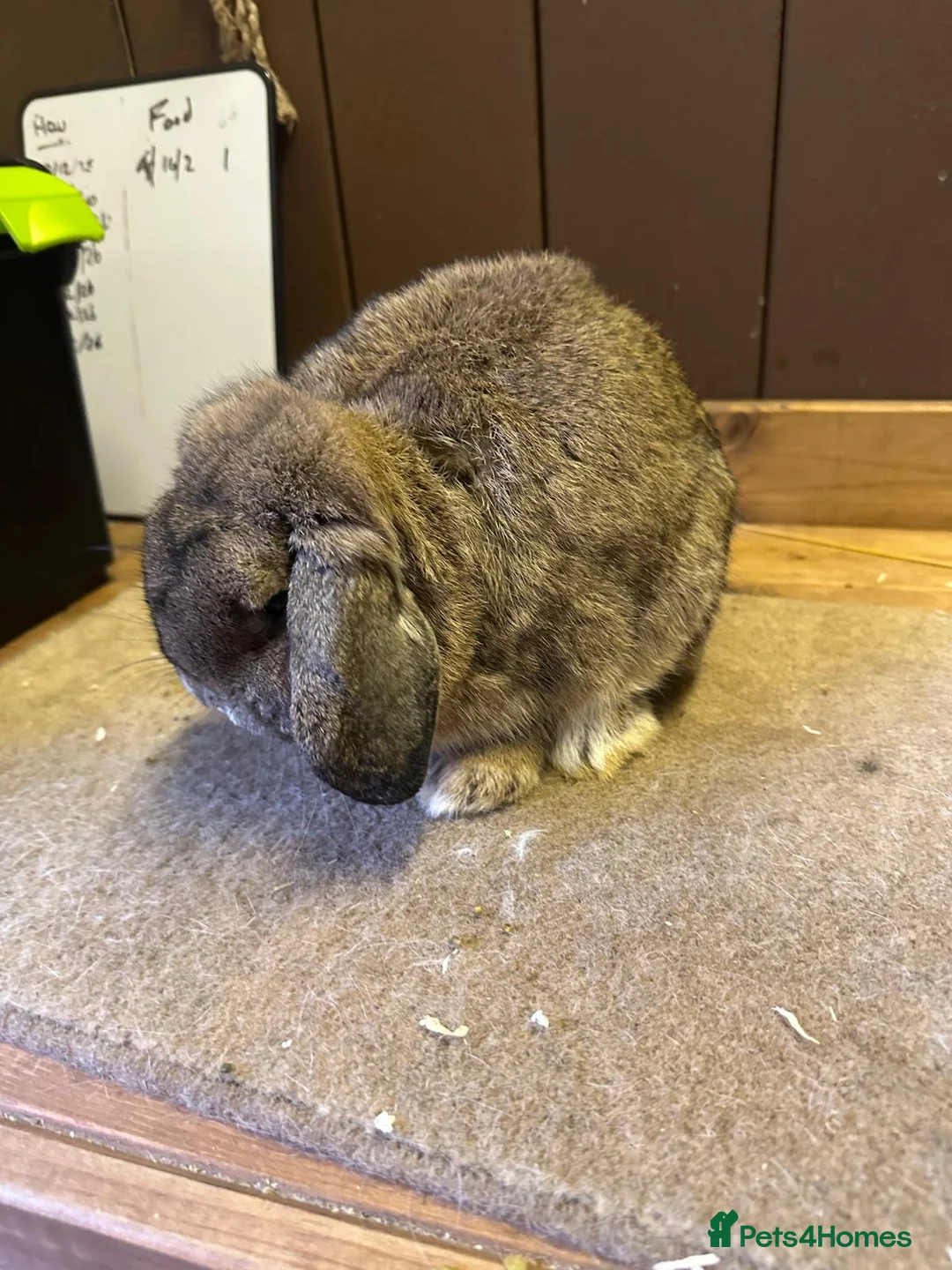 Mini Lop rabbits for sale: 1 x agouti buck - Advert 2