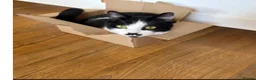 Mixed Breed cats for sale: Rescue affectionate cats - Advert 4