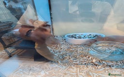 Mouse rodents for sale: Over 50 baby mice all colours available  - Image 11