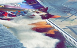 British Longhair cats for sale: Bonnie and biscuit  - Image 4