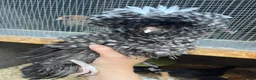 Chickens poultry for sale: Polish Pullets, and cross pullets - Advert 3