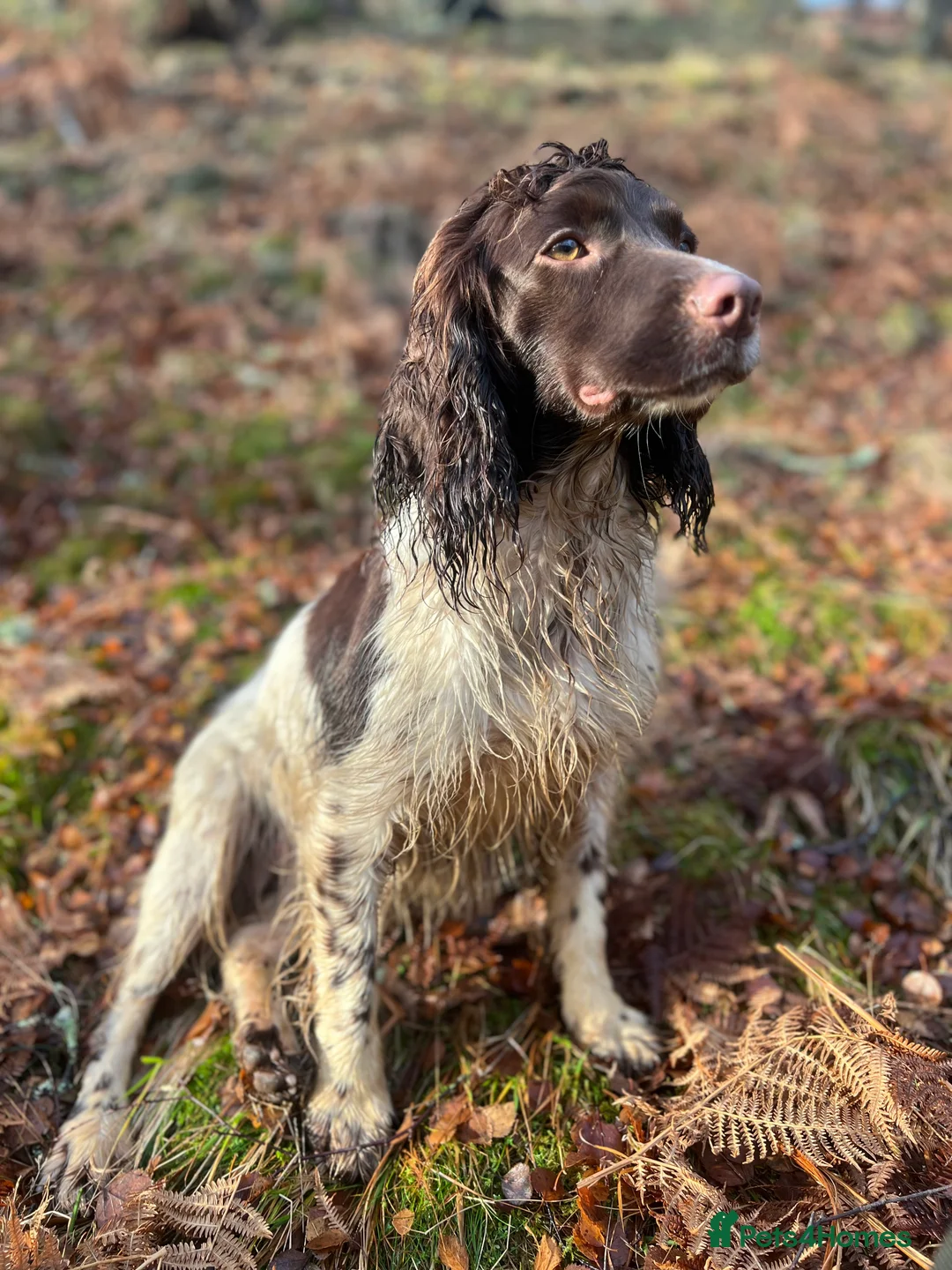 Sprollie dogs for sale: Striking Springer Spaniel x Collie Puppies - Advert 2