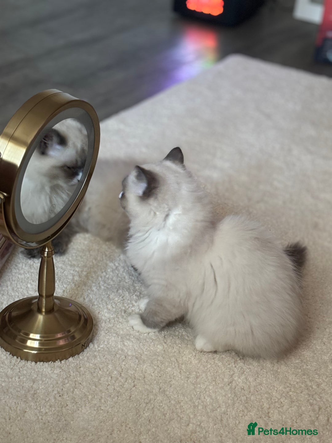 Ragdoll cats for sale: Beautiful blue mitted girl  - Advert 5