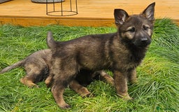 German Shepherd dogs for sale: German Shepherd Puppies – Working Line - Image 23