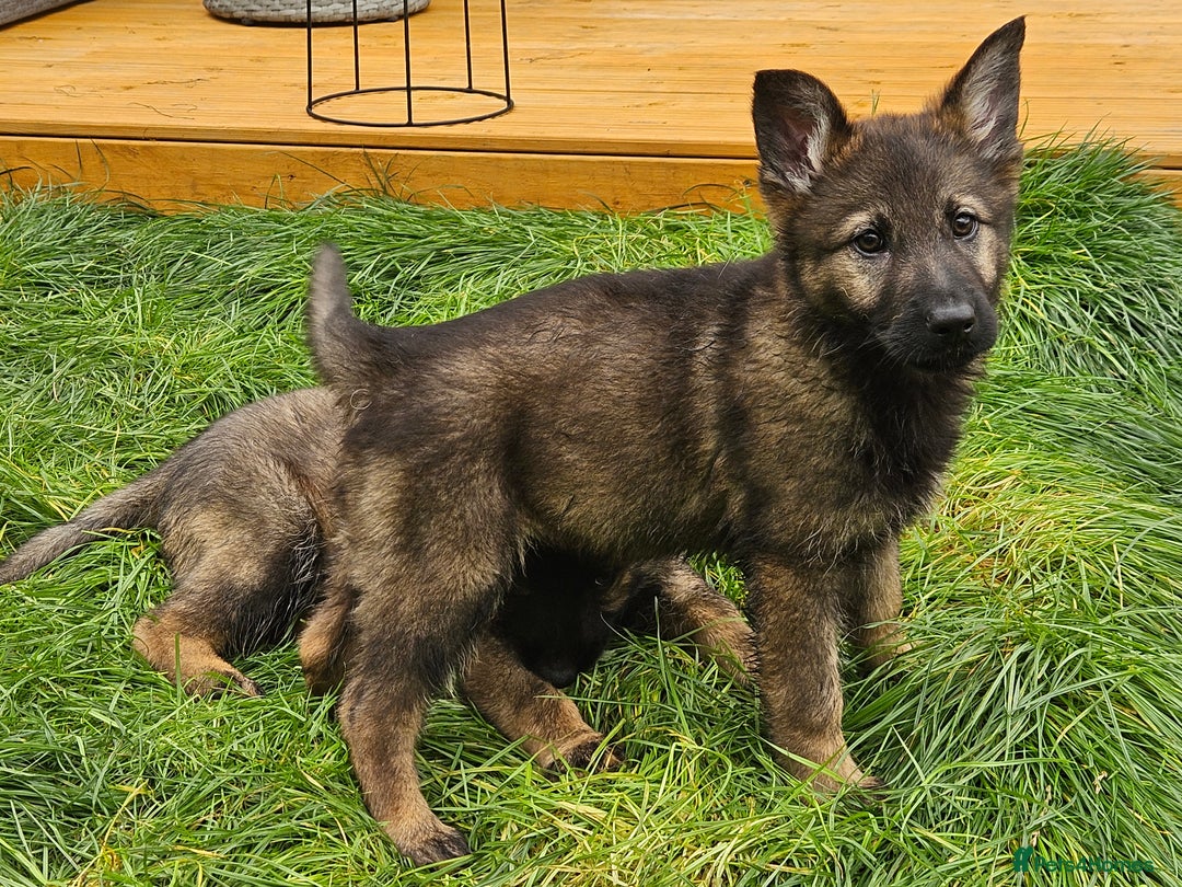 German Shepherd dogs for sale: German Shepherd Puppies – Working Line - Image 23