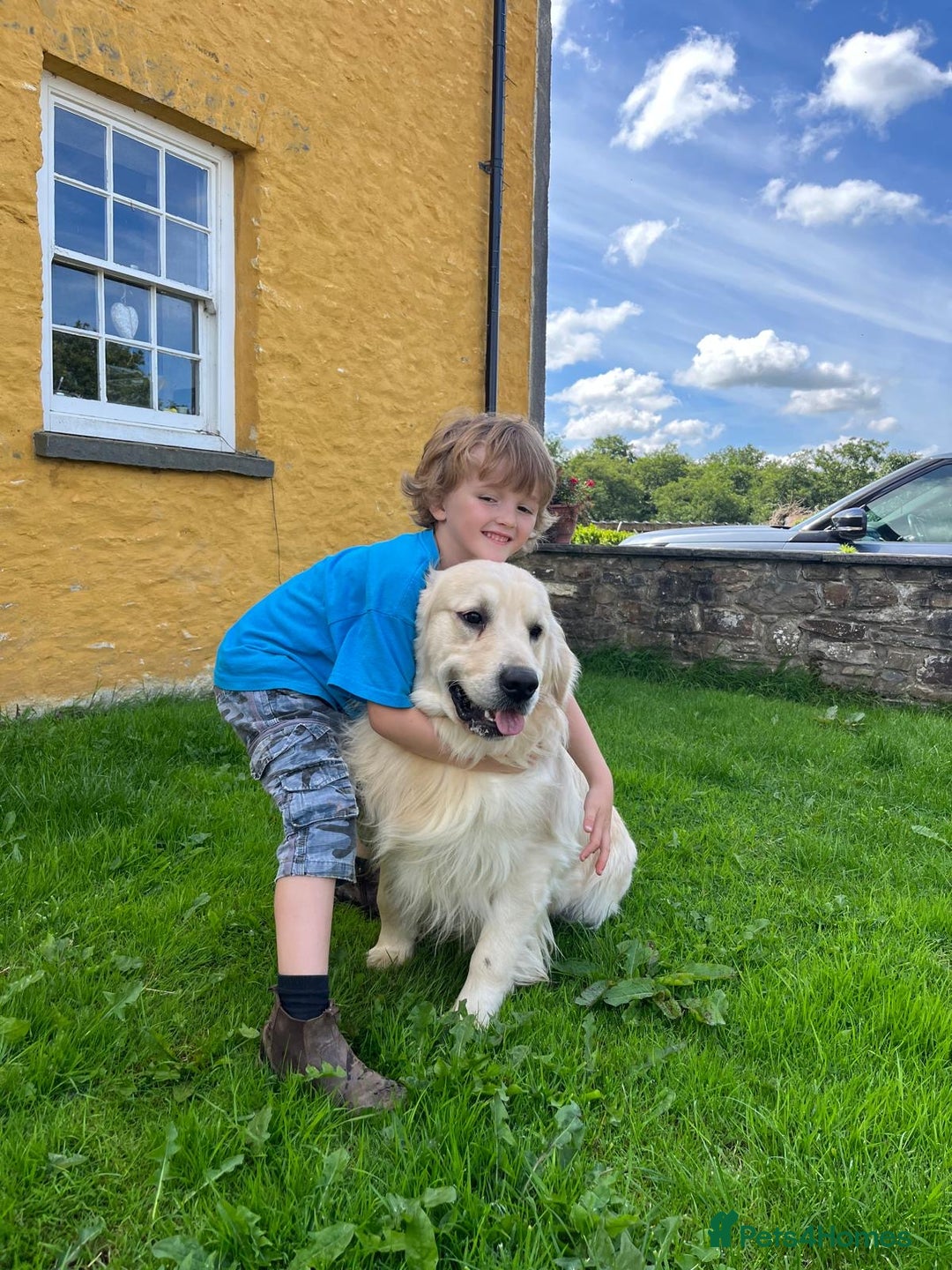 Golden Retriever dogs for sale: KC, Extensively Health tested Parents. Snow white - Image 21