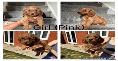 Mixed Breed dogs - Advert 10