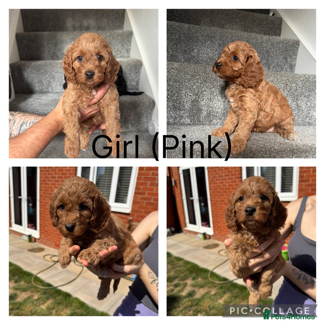 Mixed Breed dogs for sale: 3 Puppies Available Cavapoo / Cockapoo puppies  - Image 3
