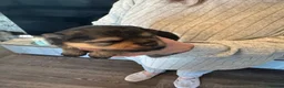 Pomeranian dogs for sale: Five beautiful fluffy Pomeranian puppies  - Advert 24
