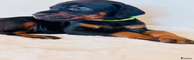 Dobermann Puppy 2