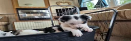 Mixed Breed dogs for sale: Beardie border x puppies - Advert 29