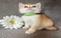 British Shorthair cats for sale: NY 12 British shorthair GCCF golden kittens  - Image 7