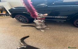 Bengal cats for sale: 🐾 TICA REGISTERED, READY TO LEAVE  😍😍 - Image 38