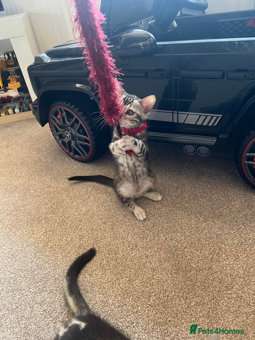 Bengal cats for sale: 🐾 TICA REGISTERED, READY TO LEAVE  😍😍 - Image 38