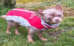 Chihuahua dogs for stud: For Stud Only (Frankie)  - Image 5