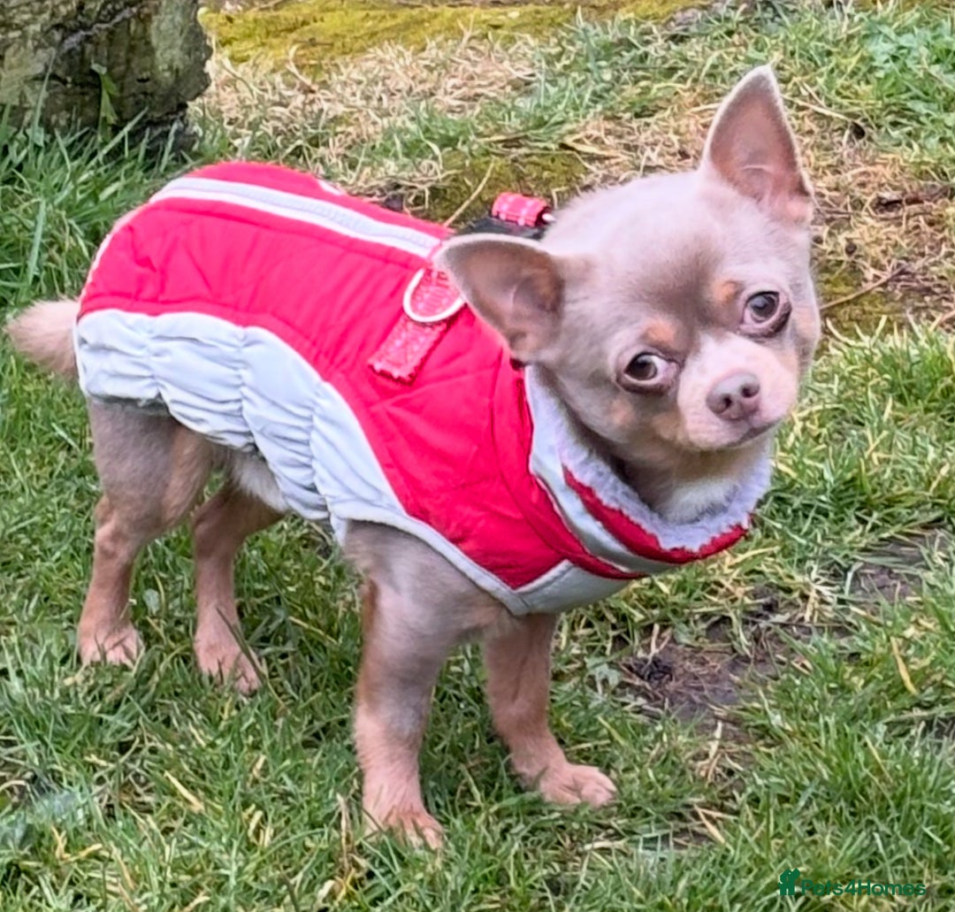 Chihuahua dogs for stud: For Stud Only (Frankie)  - Image 5