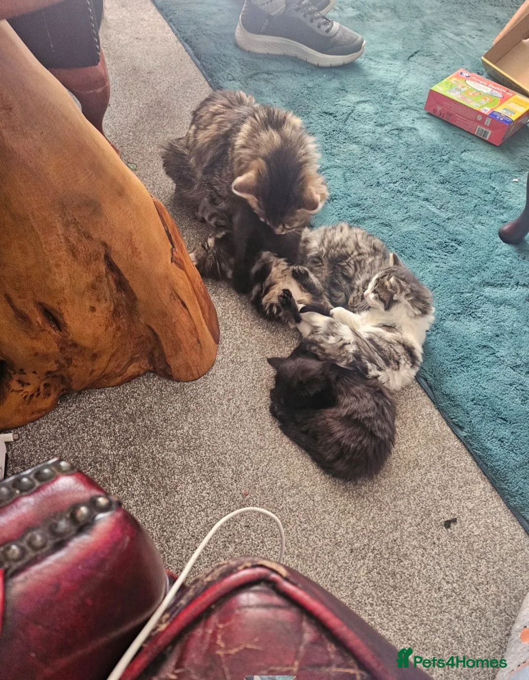Mixed Breed cats for sale: Gorgeous male kitten  - Advert 3