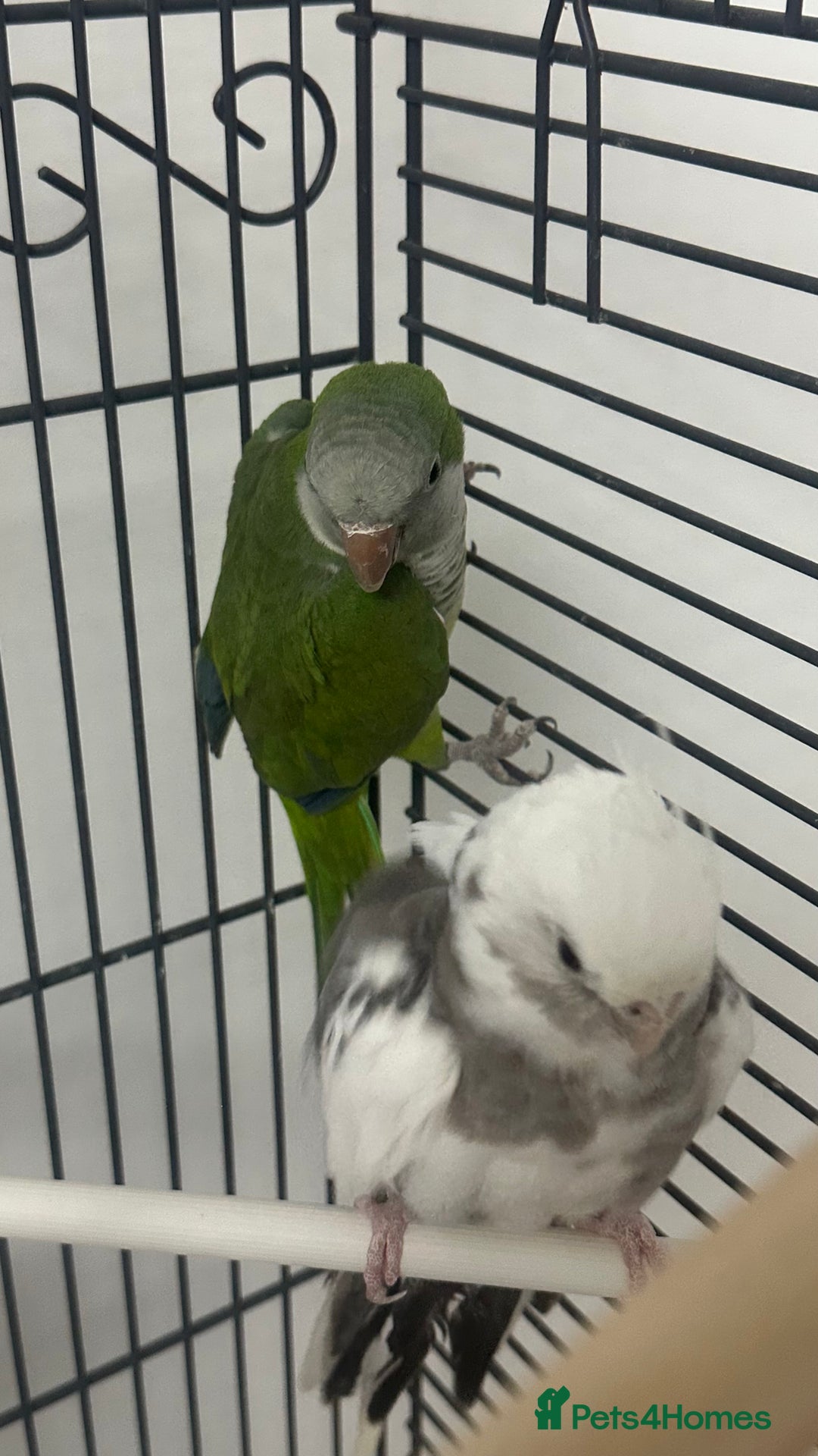 Cockatiels birds for sale: white cockatiel, Green Quaker with cage and toys - Image 6