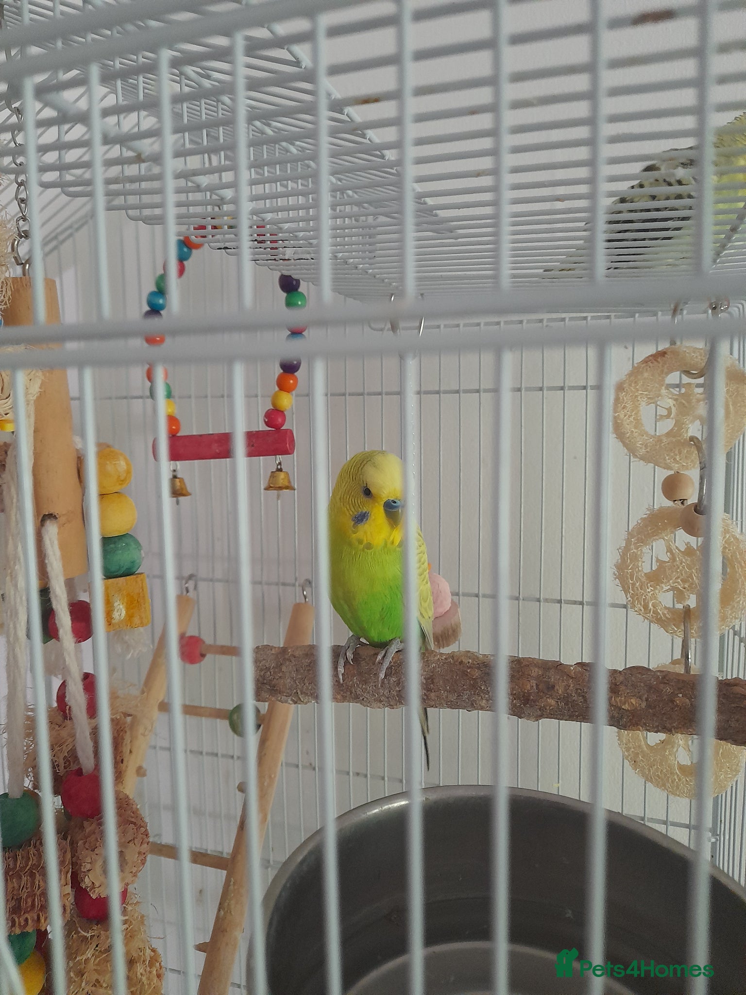 Budgerigars birds for sale: 2 budgies with large cage in High Wycombe - Advert 4