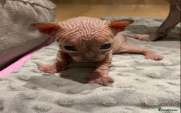 Sphynx cats for sale: Kittens sphinx Canadian  - Image 15