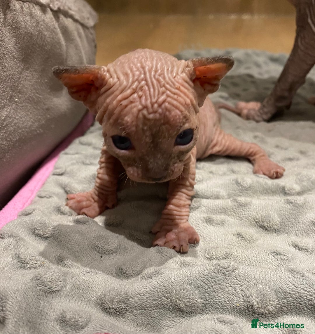 Sphynx cats for sale: Kittens sphinx Canadian  - Image 15