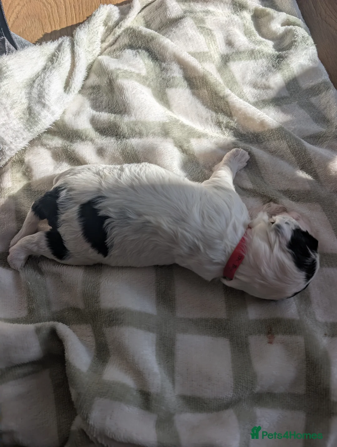 Cockapoo dogs for sale: Beautiful little of 5 Cockerpoos - Advert 34