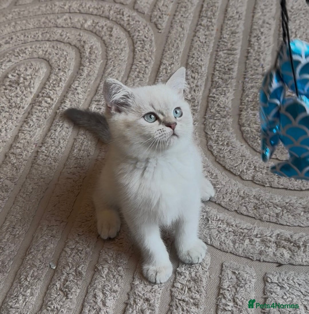 Selkirk Rex cats for sale: Intelligent Beautiful Selkirk Rex Girl - Advert 9