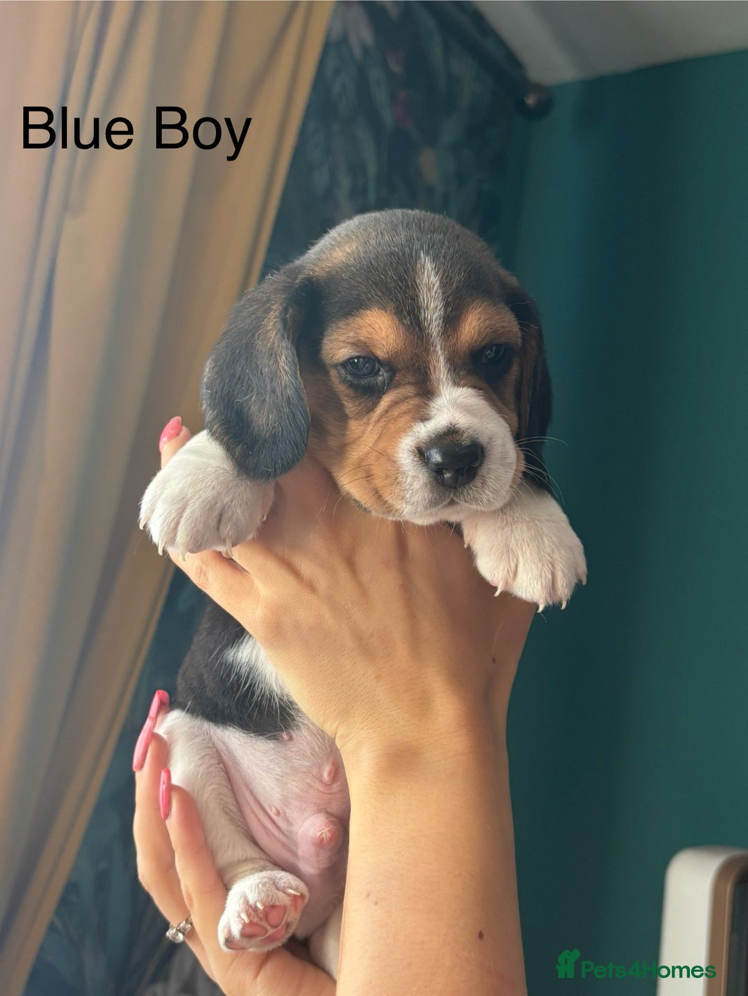 Beagle dogs for sale: Purebred Beagle Puppies – 4 Boys & 2 Girls - Image 10