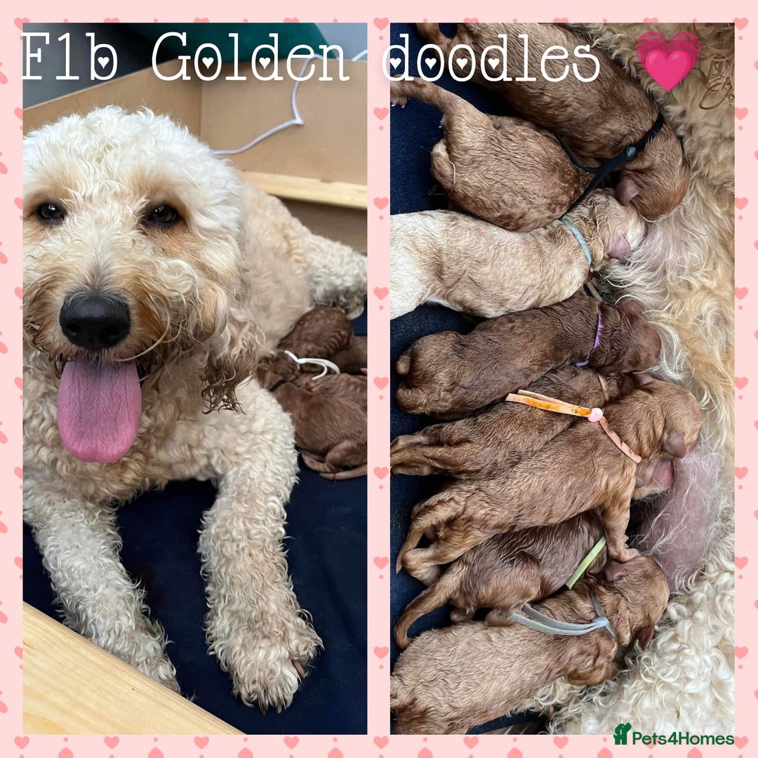 Labradoodle dogs for stud: Stunning proven Red KC Miniature Poodle in Cannock - Image 9