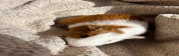 Guinea Pig rodents for sale: 4 Male Baby Guinea Pigs Available - Advert 12