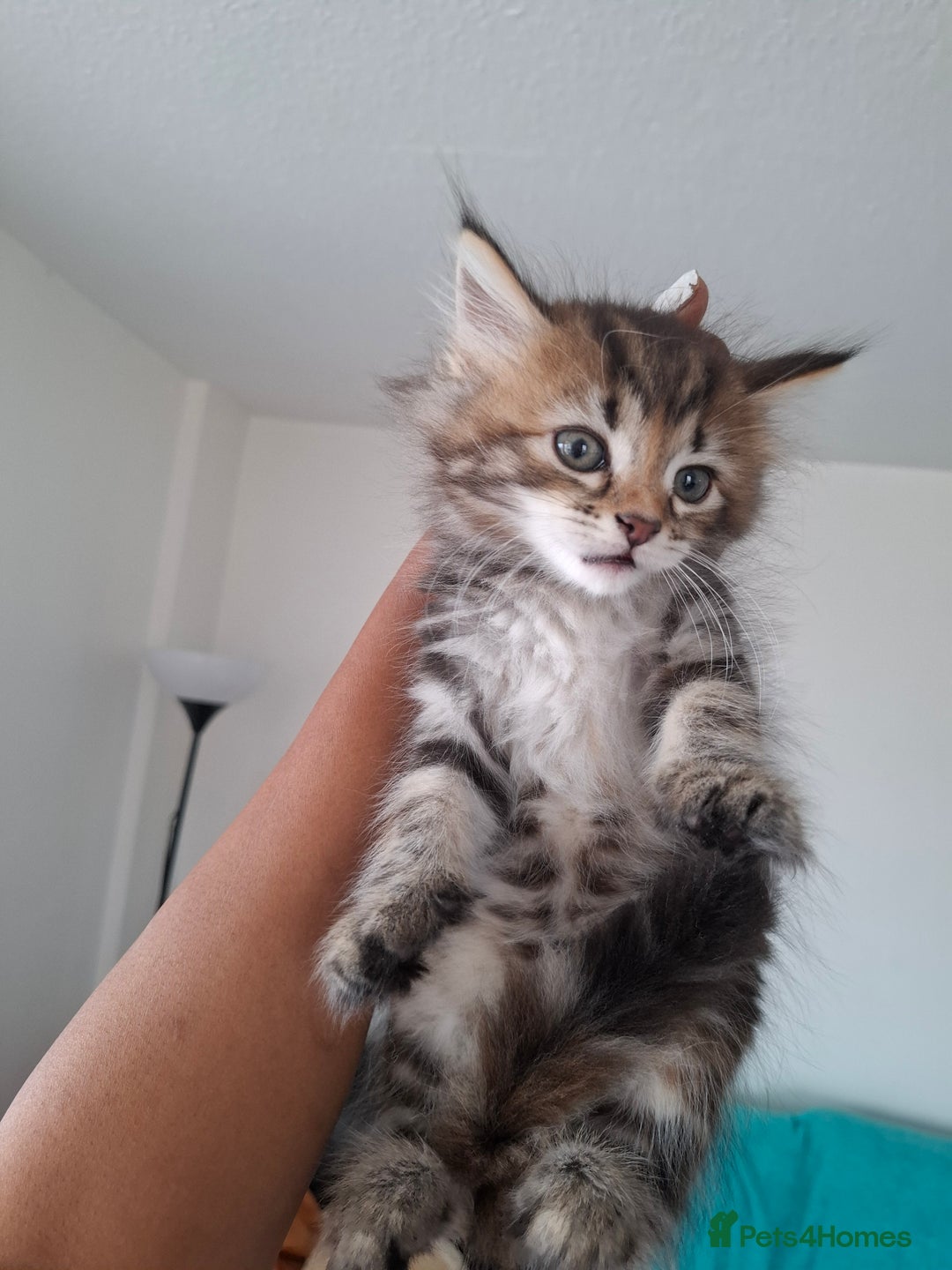 Ragdoll cats for sale: Ragdol 7 kittens available  - Image 10